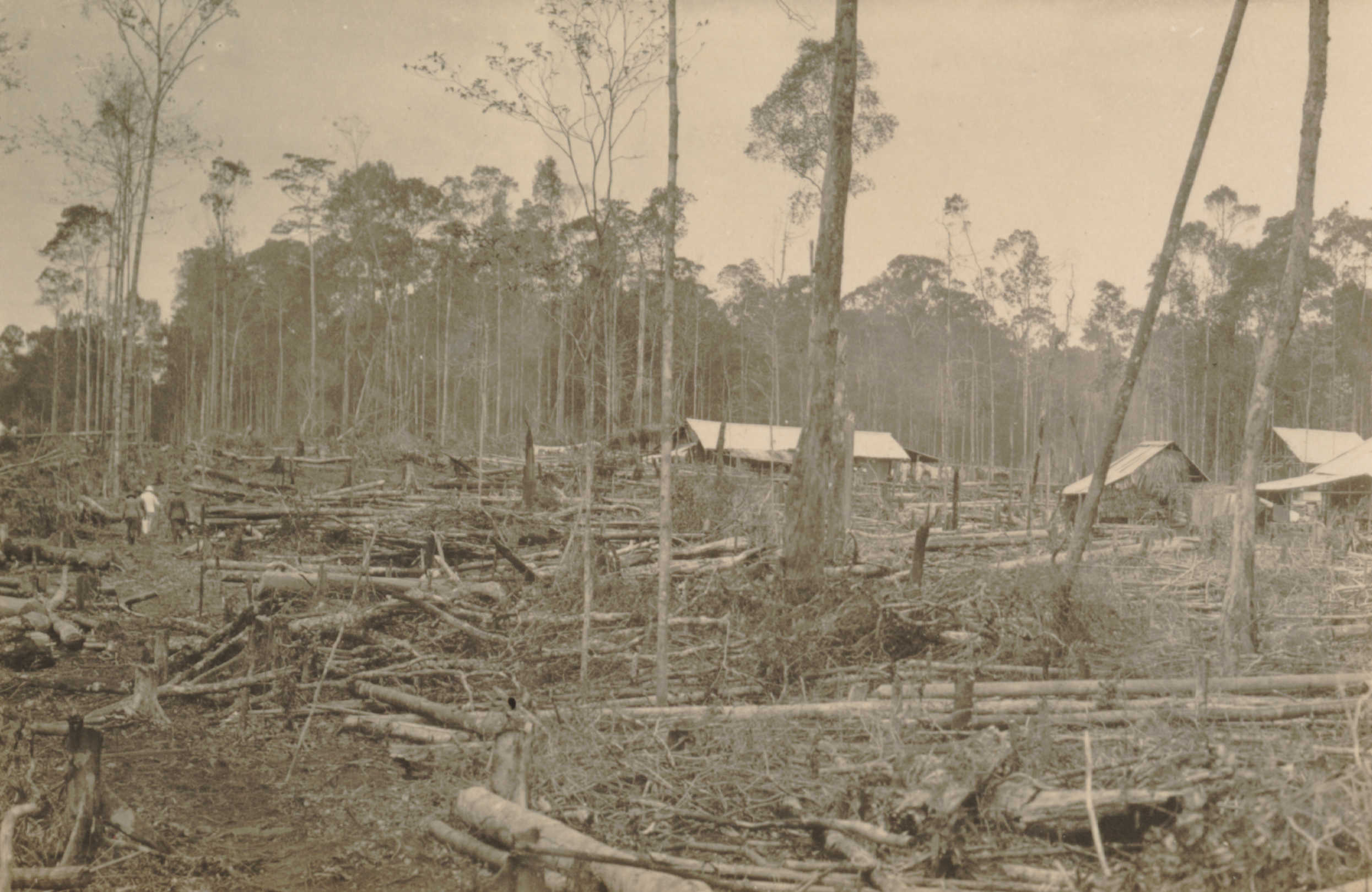 Omgehakte bomen en gebouwen in Boven Digoel