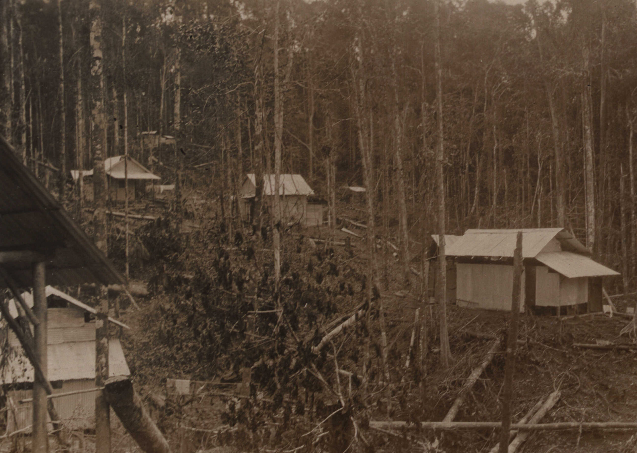 Bomen en hutten in Boven Digoel
